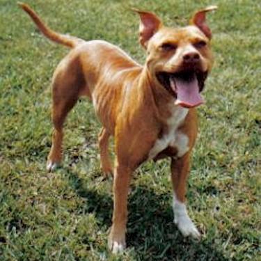 Camelots Ouzi White Paws Pit Bull.jpg